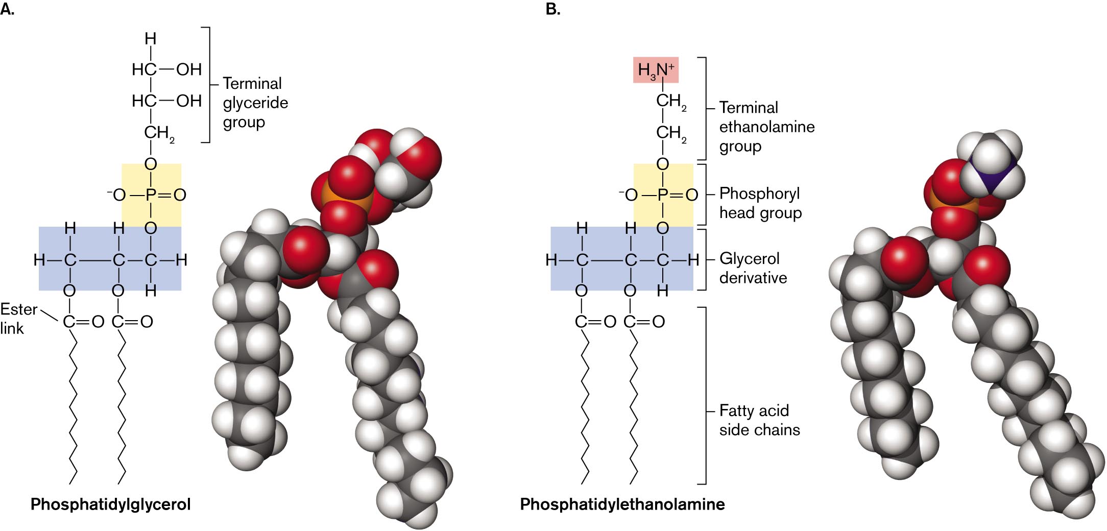 Two molecular structures of phospholipids with accompanying space filling models. The molecular structure and space filling model of phosphatidylglycerol. The molecular structure and space filling model of phosphatidylethanolamine.