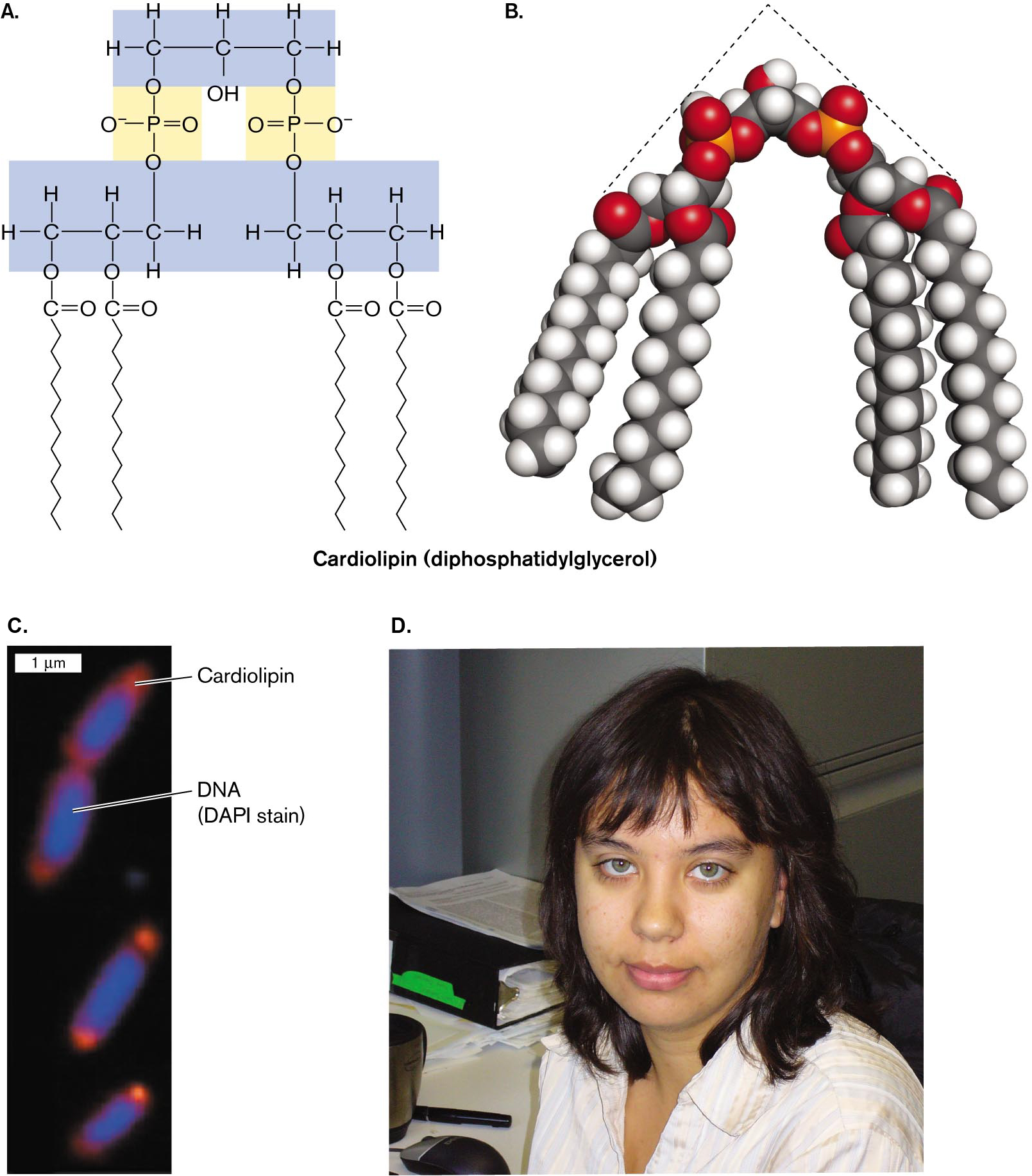 The molecular structure, a space filling model, and a micrograph of cardiolipin, accompanied by a photo of Tatyana Romantsov. The molecular structure of cardiolipin. A space-filling model of cardiolipin. An electron micrograph of cardiolipin pole localization in bacterial cells. A photo of Tatyana Romantsov.