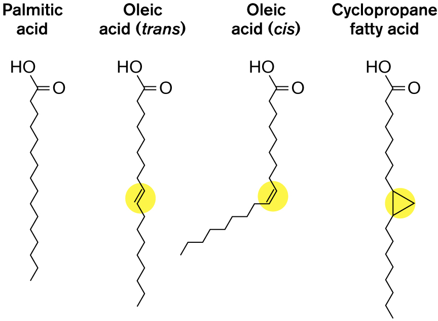 The molecular structures of four phospholipid side chains are shown.