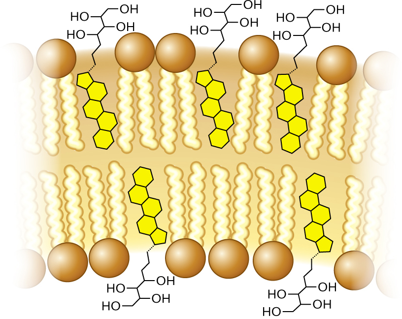 A detailed illustration of cell membrane phospholipids and hopanoids.