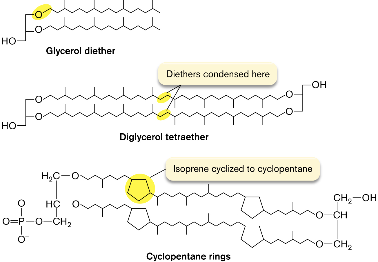 The molecular structures of glycerol diether, diglycerol tetraether, and cyclopentane rings are shown.