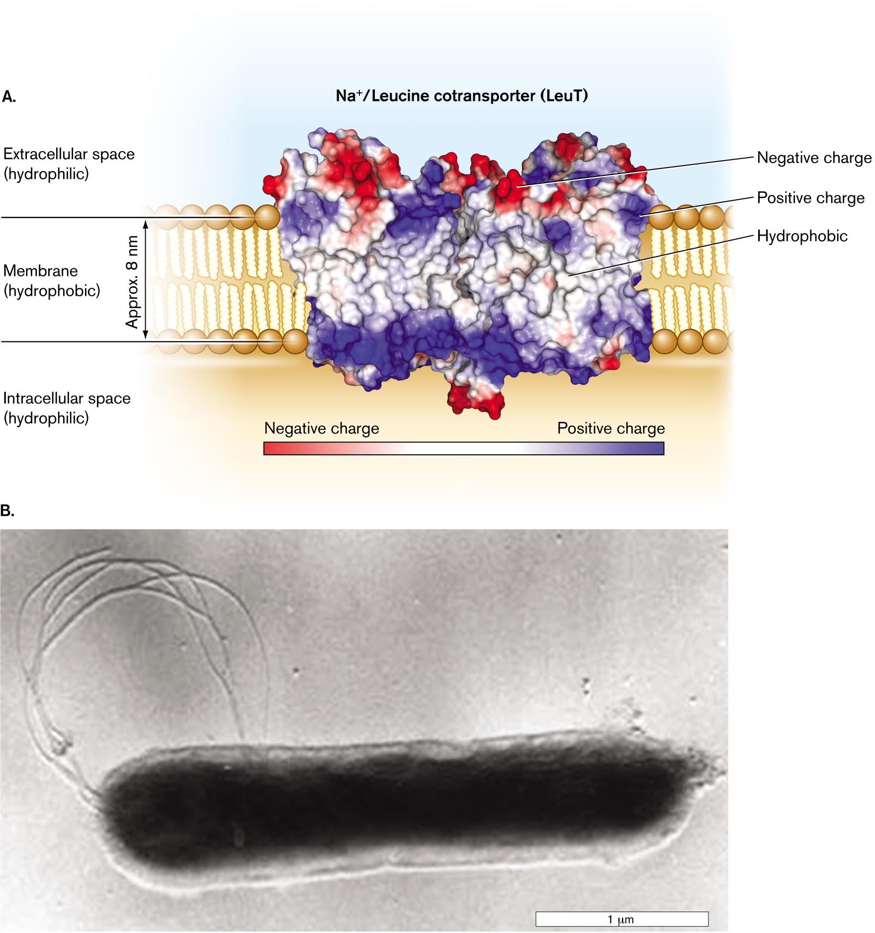 A detailed illustration of the LeuT sodium/leucine cotransporter and a micrograph of the bacterium Aquifex aeolicus. A detailed illustration of the LeuT sodium/leucine cotransporter in the cell membrane. A micrograph of the bacterium Aquifex aeolicus.