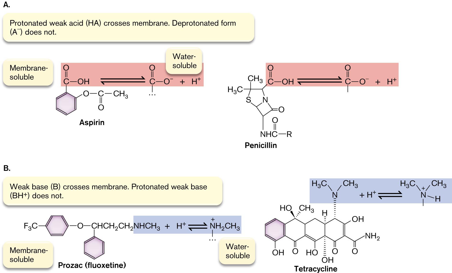 The molecular structures of Aspirin, Penicillin, Prozac, and Tetracycline are shown. Membrane soluble and water soluble molecular structures of Aspirin and Penicillin. Membrane soluble and water soluble molecular structures of Prozac, or fluoxetine, and Tetracycline.