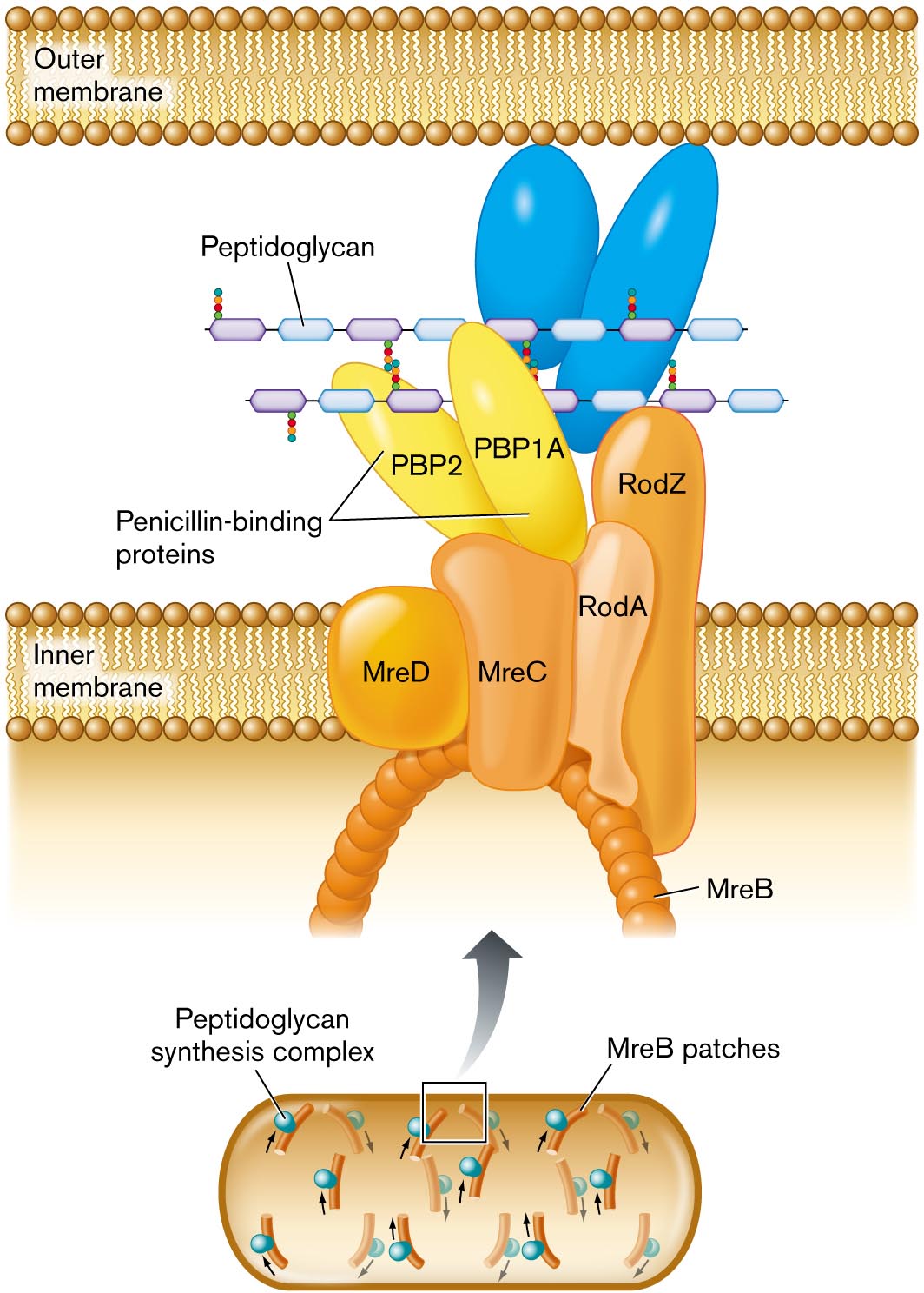 A detailed illustration of peptidoglycan synthesis.