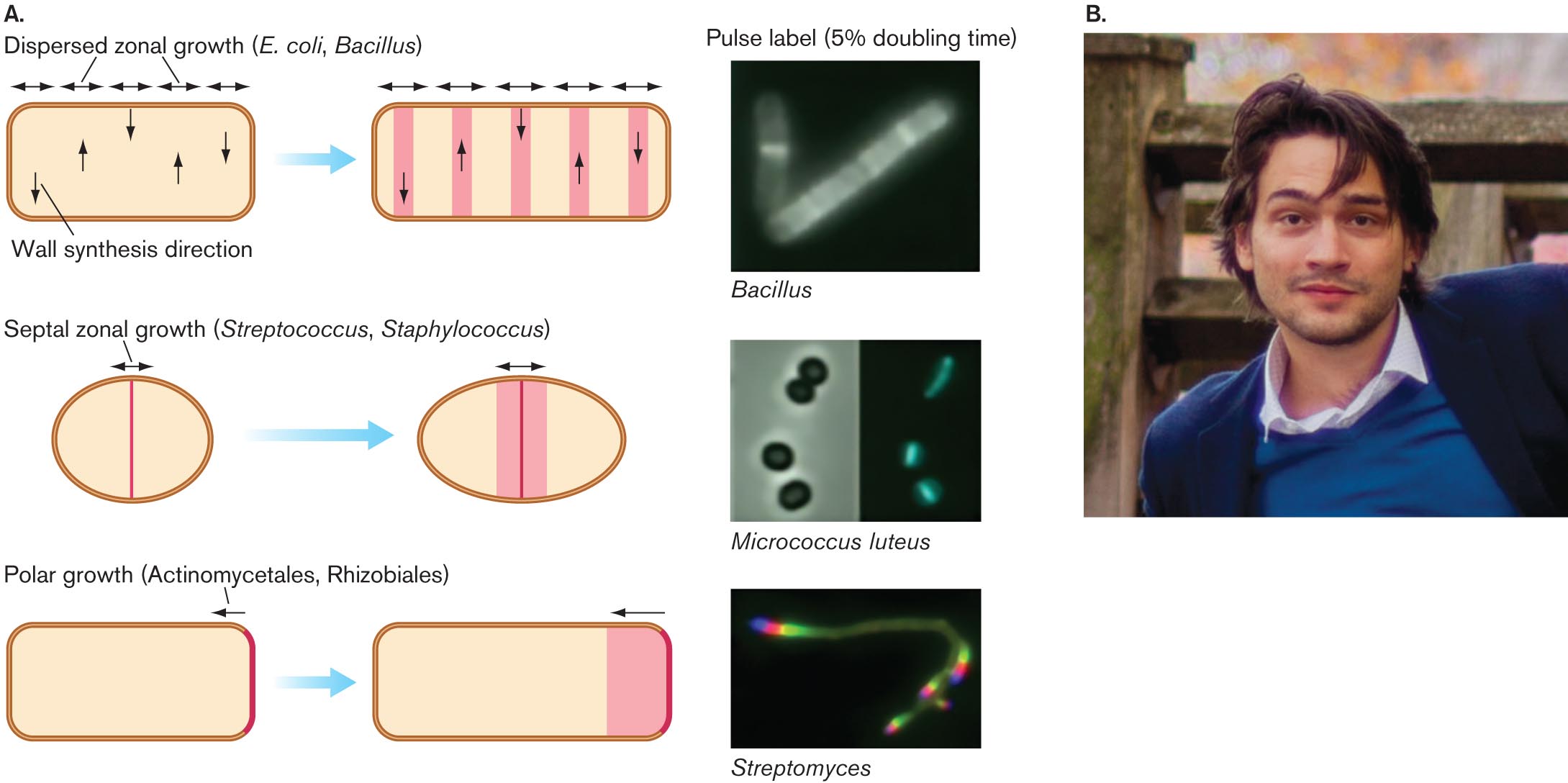 An illustration of peptidoglycan growth in different species and a photo of Erkin Kuru. An illustration shows variations in peptidoglycan growth between different bacterial species. Micrographs of pulse labeling in Bacillus, Micrococcus luteus, and Streptomyces. A photo of Erkin Kuru.