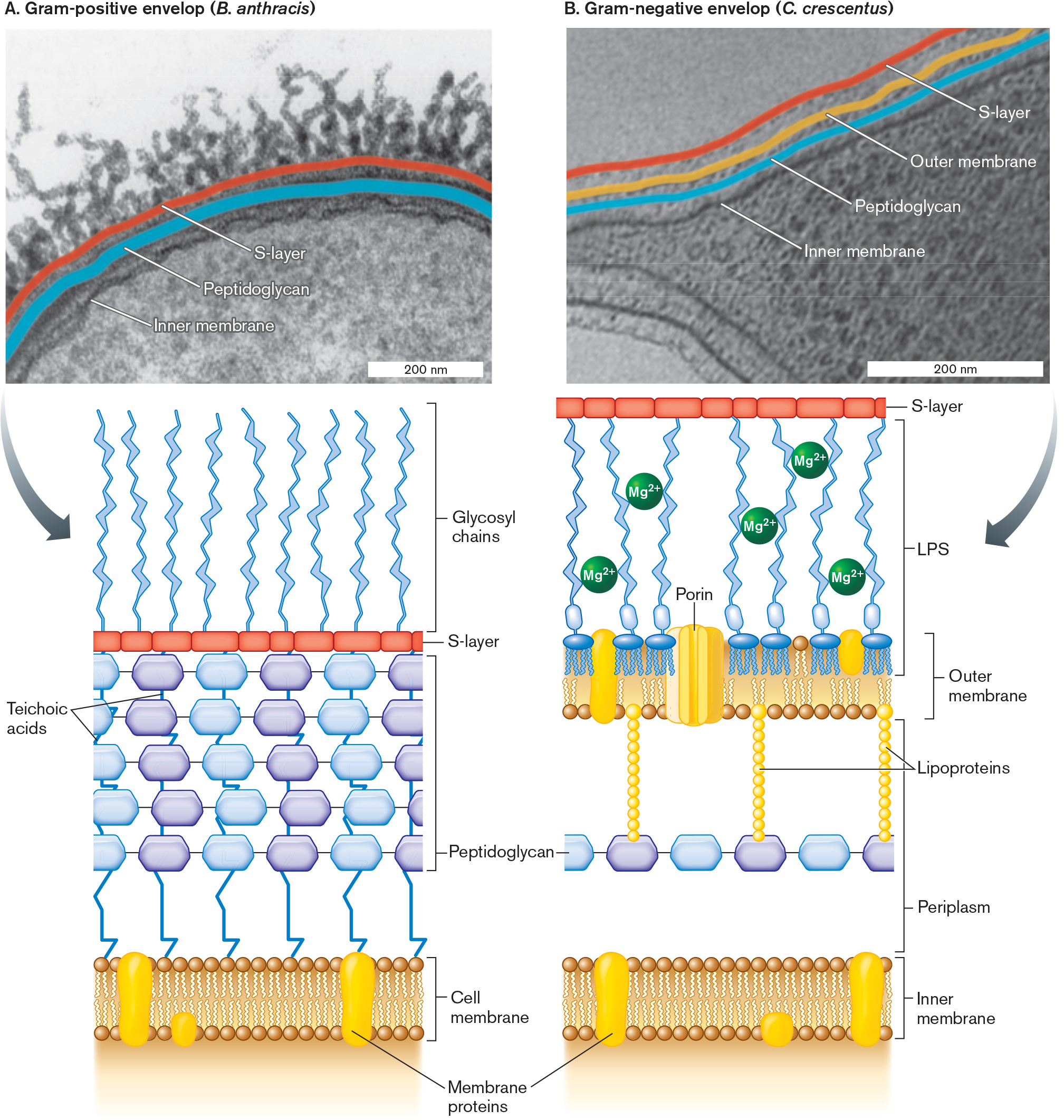 Two micrographs of bacterial cell envelopes with accompanying illustrations of envelope structure are shown. A micrograph of a Gram-positive cell envelope, with structures labeled. A detailed illustration of the structure of a Gram-positive cell envelope. A micrograph of a Gram-negative cell envelope, with structures labeled. A detailed illustration of the structure of a Gram-negative cell envelope.