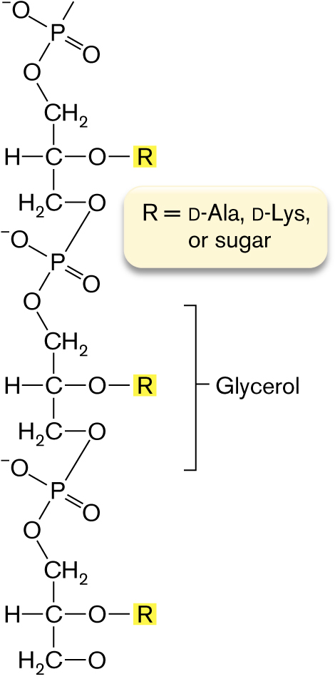 A molecular structure of Teichoic acid.