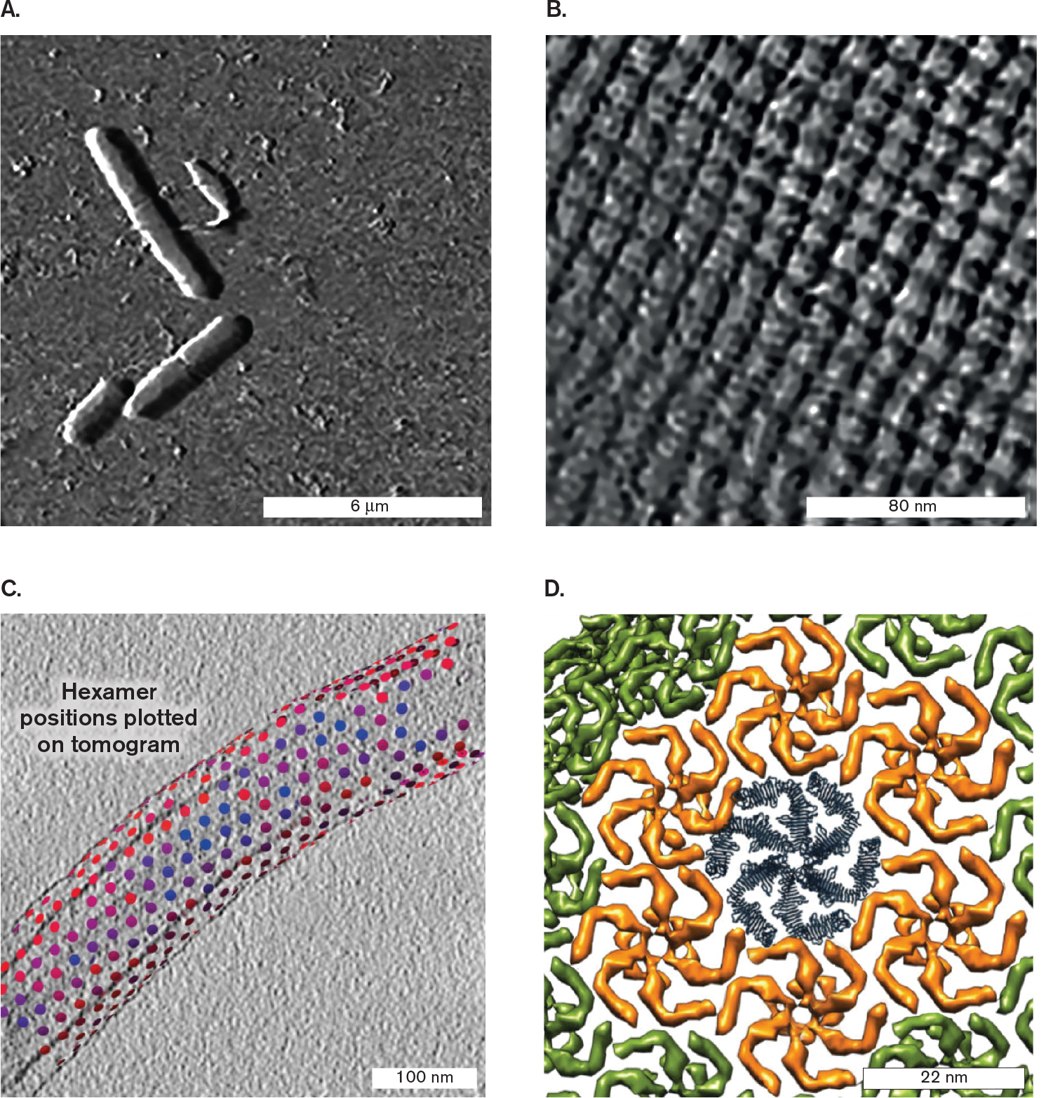 Four high magnification micrographs of S-layer structure. An image produced by atomic force microscopy of Lysinibacillus sphaericus. An image produced by atomic force microscopy of the S-layer surface. An image produced by cryo- electron microscopy of Caulobacter crescentus, with S-layer units identified. A computational model of an S-layer unit from Caulobacter crescentus.