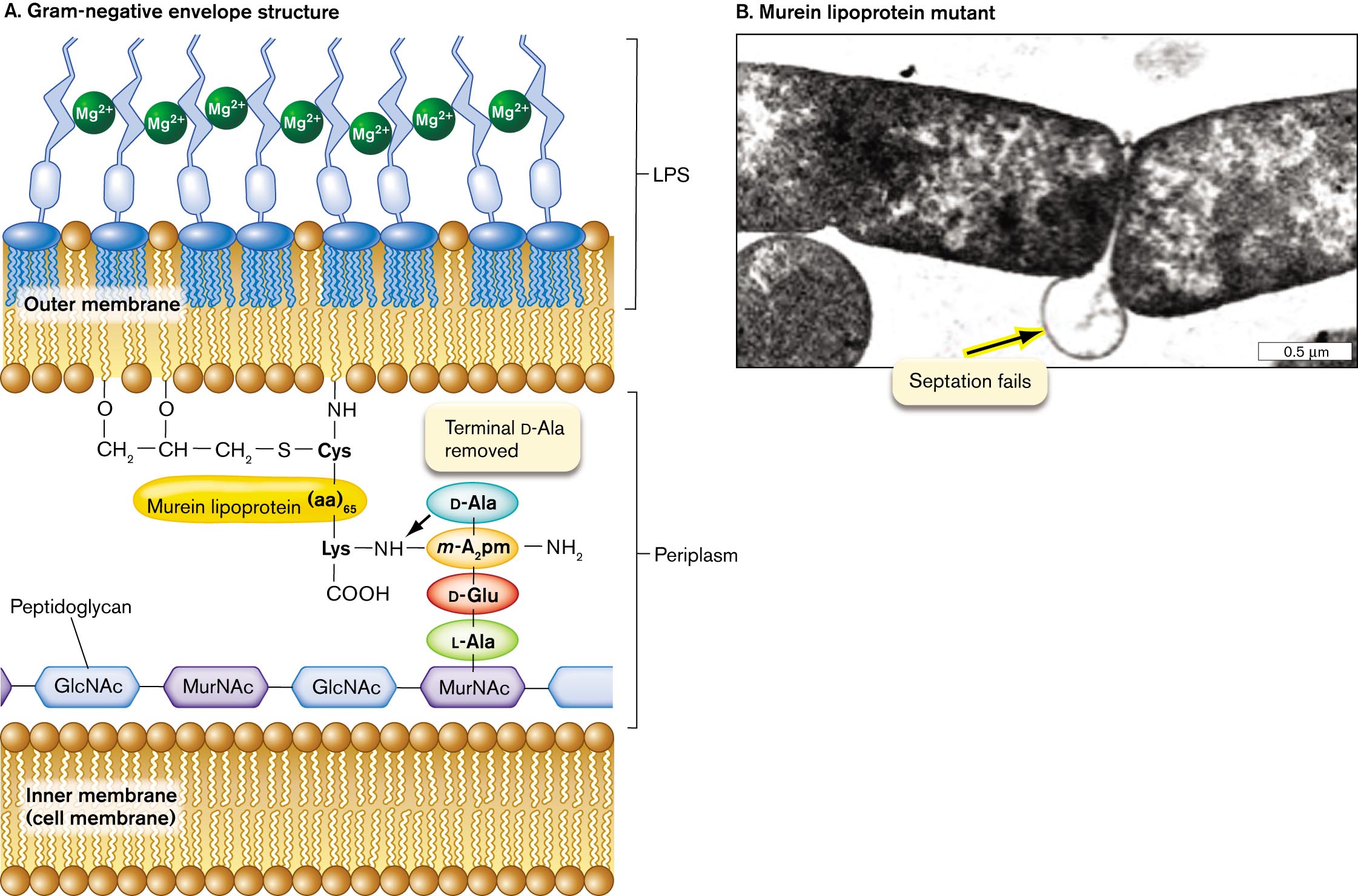 An illustration of the Gram-negative cell envelope structure and a micrograph of a murein lipoprotein mutant. An illustration of the Gram-negative cell envelope structure. A transmission electron micrograph of murein lipoprotein mutant.