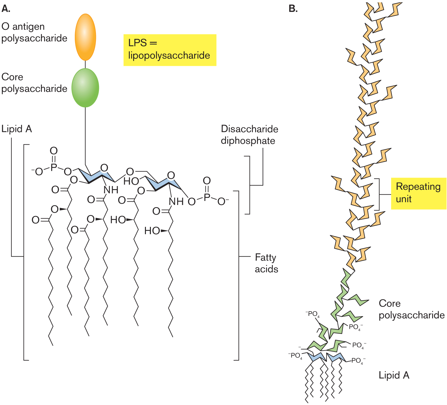 The molecular structure of lipopolysaccharide and an enlarged view of L P S. The molecular structure of lipopolysaccharide An illustration of the enlarged structure of L P S.