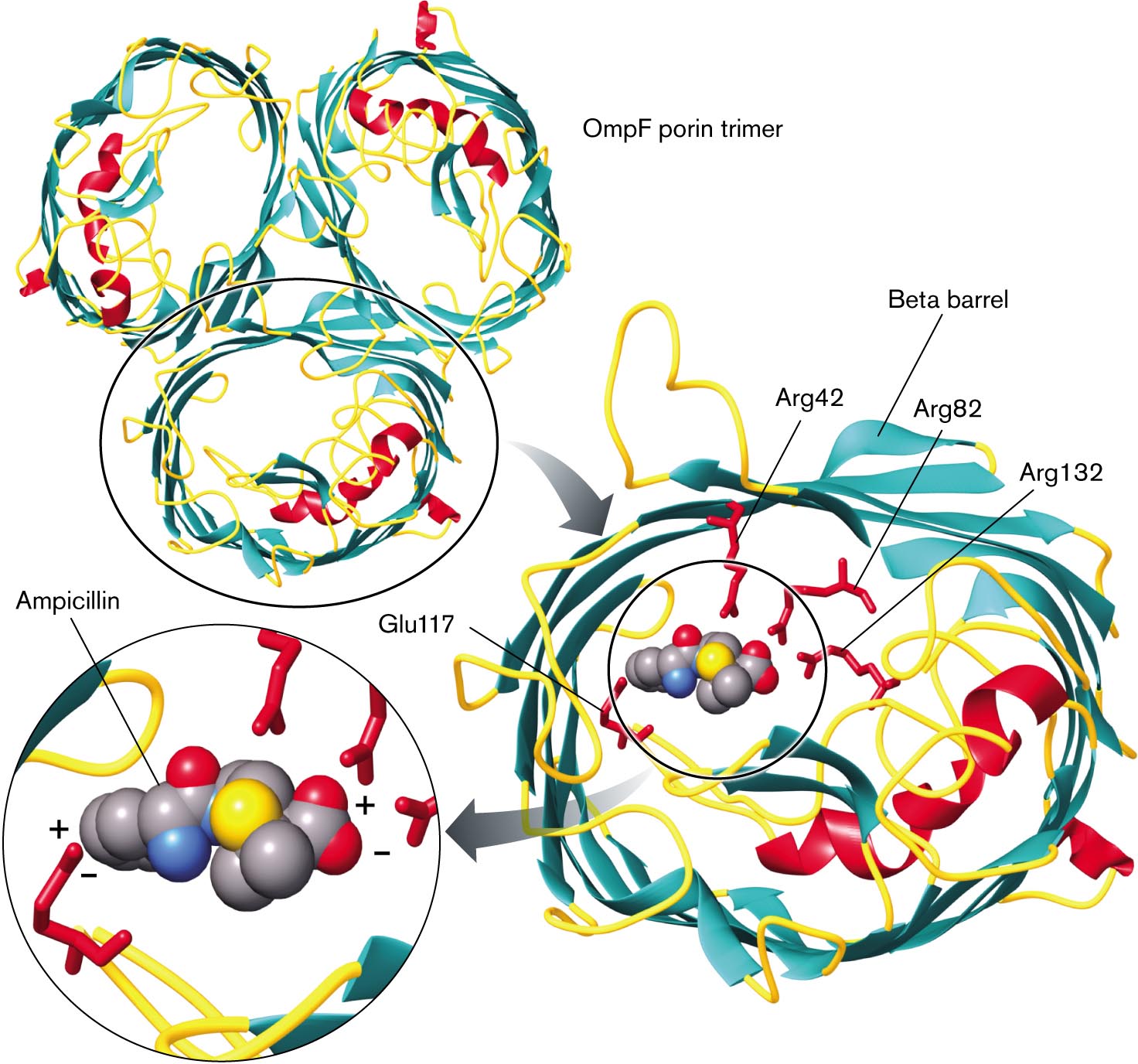 X-ray crystallography shows a model of transportation of ampicillin O m p f porin.