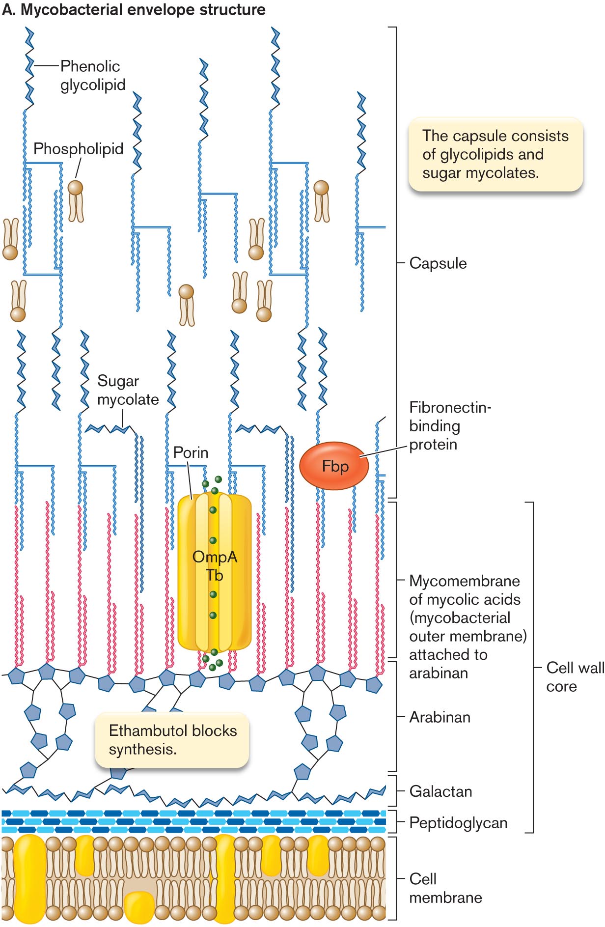 An illustration of mycobacterial envelope structure and a cryo- electron micrograph of a cell envelope. An illustration of mycobacterial envelope structure.