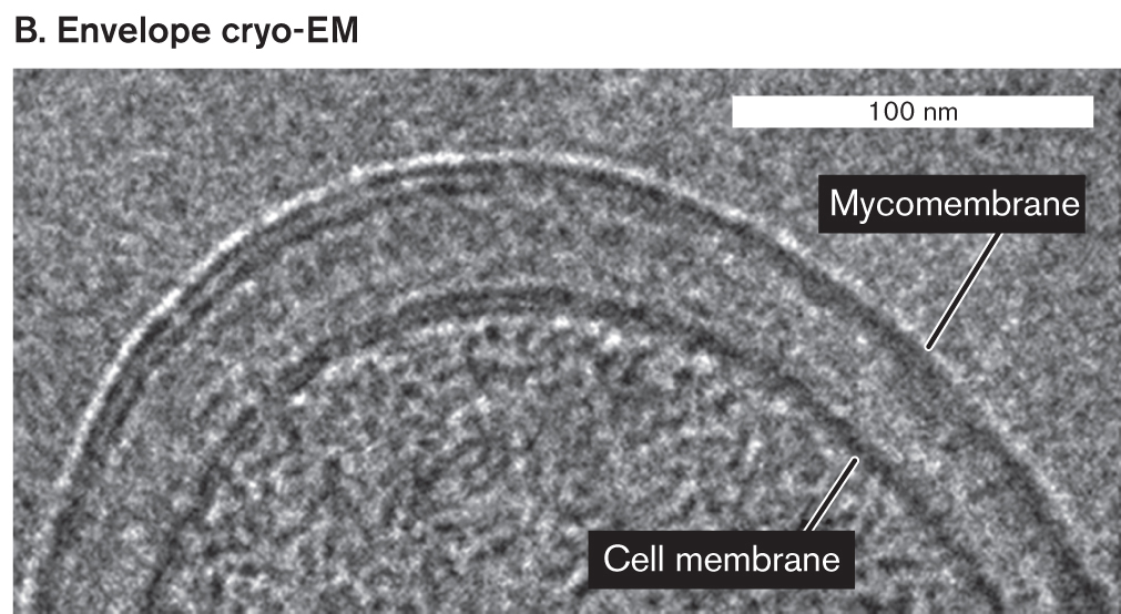 A cryo- transmission electron micrograph of a mycobacterial cell envelope.