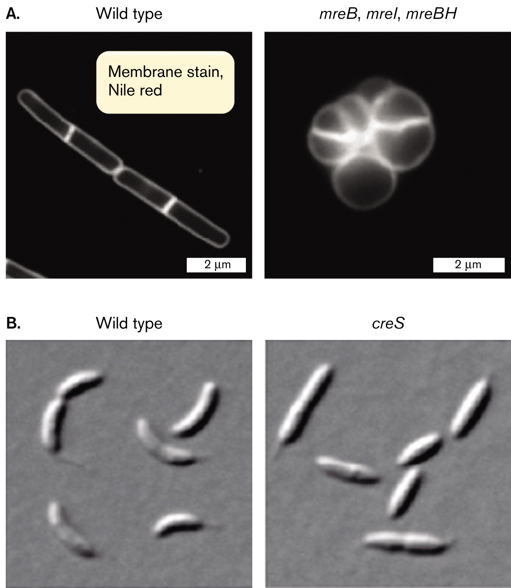 Four electron micrographs comparing wild type cells to cytoskeletal mutant cells. An electron micrograph of wild type Bacillus subtilis compared to a cytoskeletal mutant. An electron micrograph of wild type Caulobacter crescentus compared to a cytoskeletal mutant.