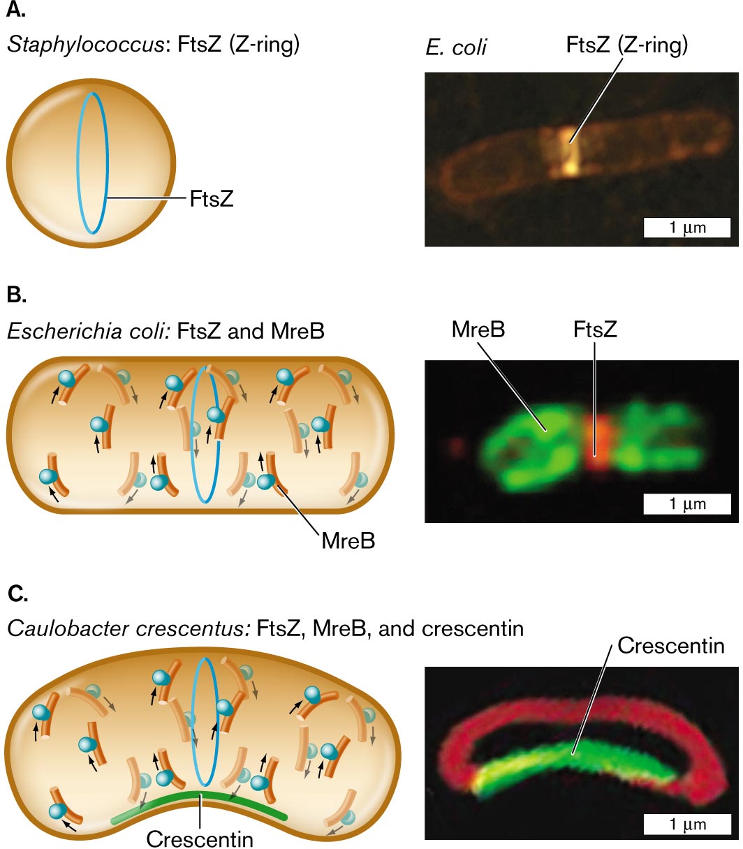 Three illustrations and accompanying fluorescence micrographs describing shape determining proteins in different bacteria. An illustration and an accompanying fluorescence micrograph of F t s Z in Staphylococcus. An illustration and an accompanying fluorescence micrograph of F t s Z and M r e B in Escherichia coli. An illustration and an accompanying fluorescence micrograph of F t s Z, M r e B, and crescentin in Caulobacter crescentus.