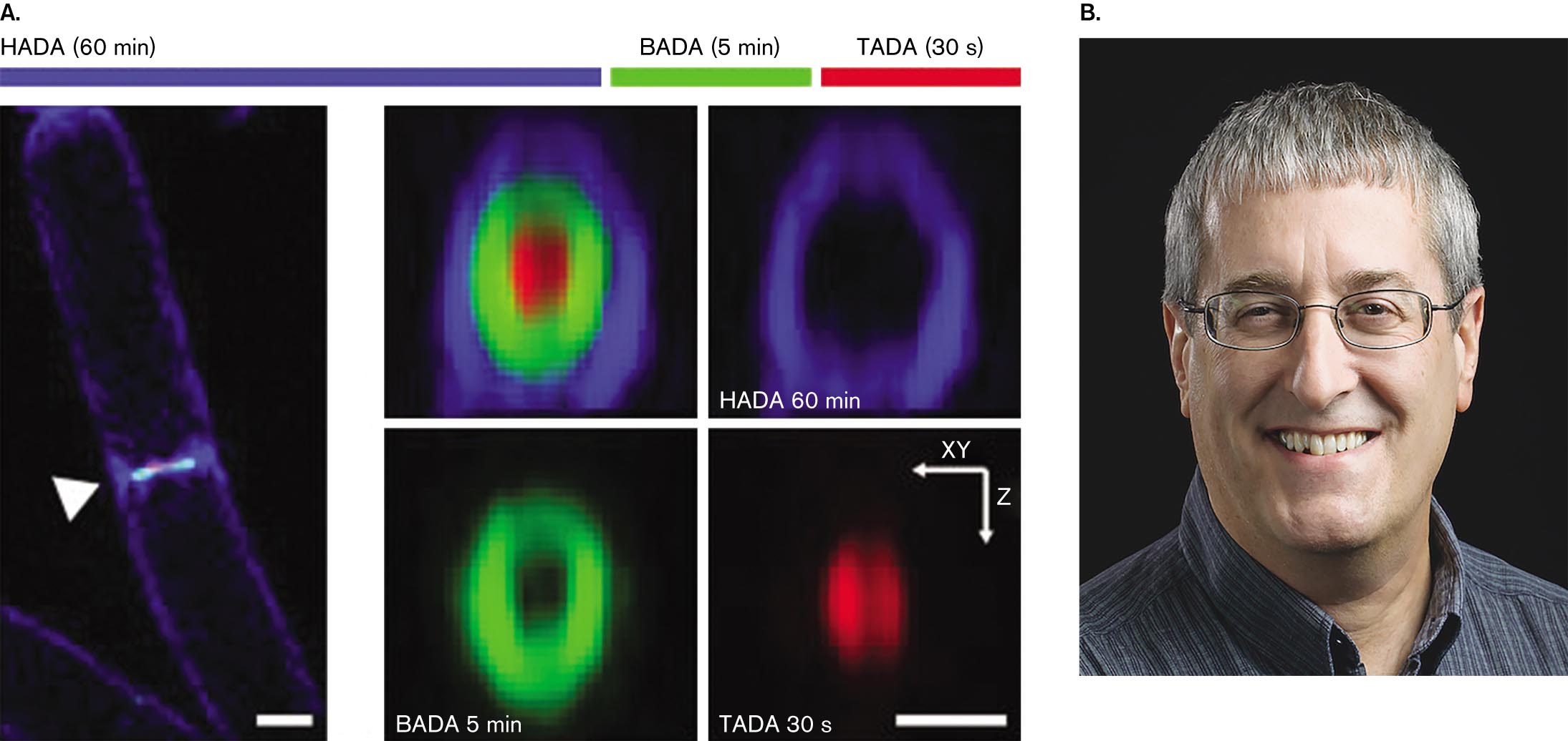 Pulse labeling of several molecules in Bacillus subtilis and a photograph of Yves Brun. Pulse labeling of several molecules in Bacillus subtilis. A photograph of Yves Brun smiling at the camera.