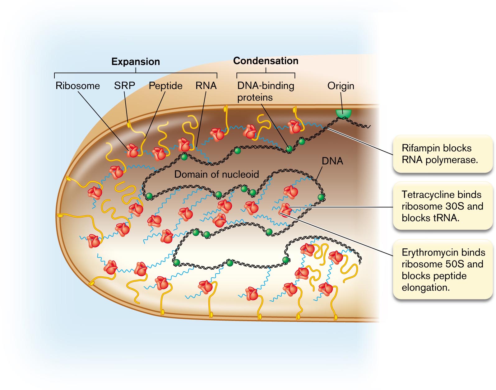 An illustration shows the transcription of D N A and the translation of R N A to peptides.