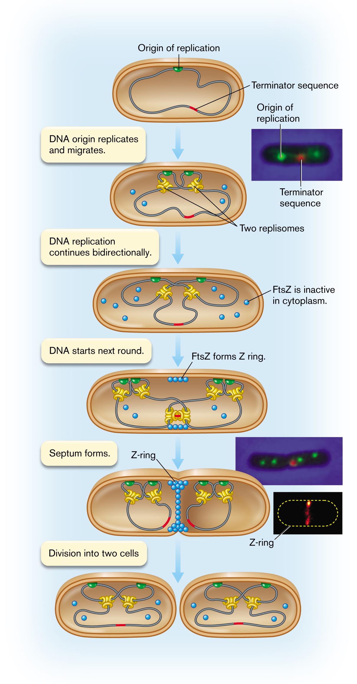 An illustration shows the movement of replisome within a dividing cell. A micrograph showing a fluorescently labeled origin of replication and terminator sequence within a cell. A micrograph showing septum formation within a cell. An image of a pulse labeled Z ring.