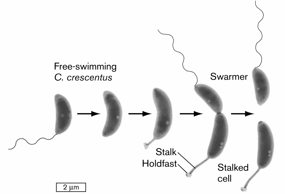 An illustration shows a developmental model for the division of an asymmetrical cell.