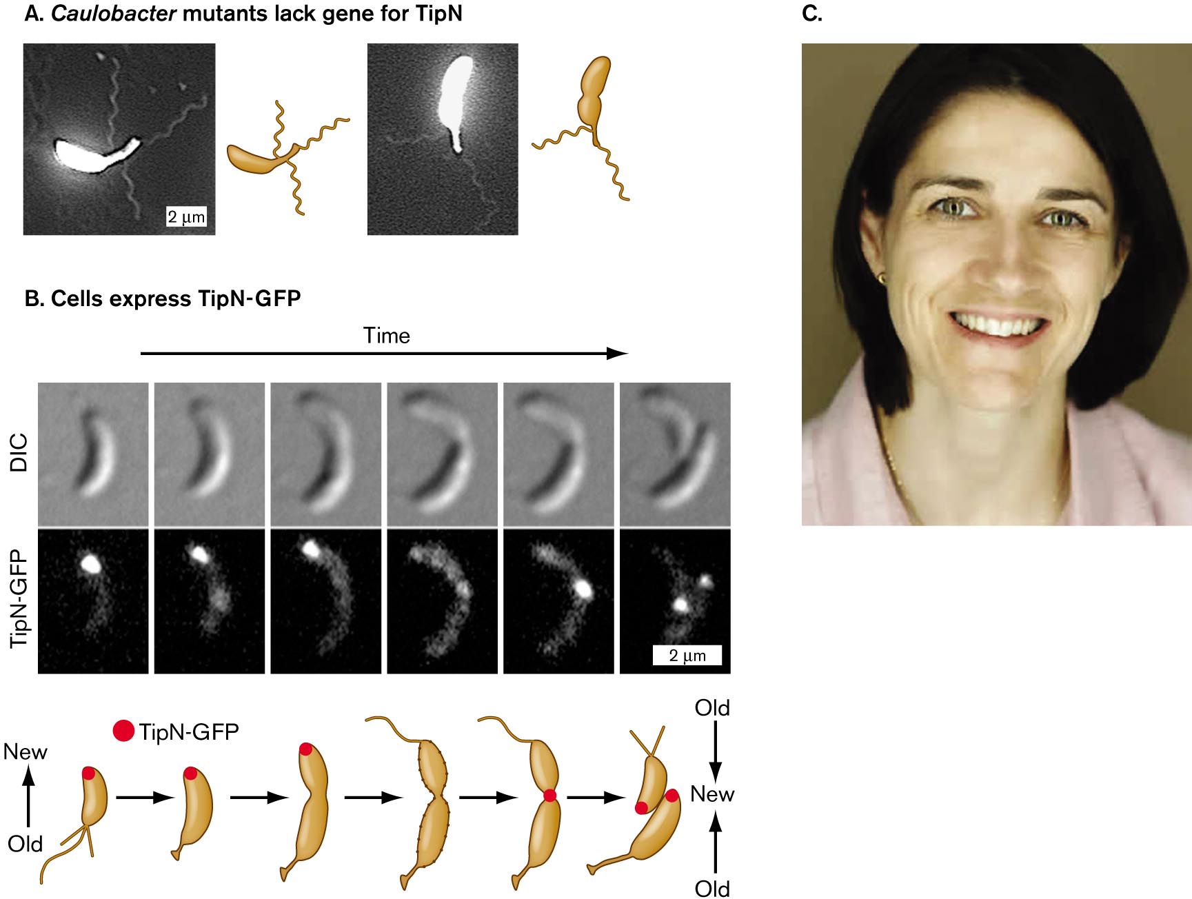 Micrographs showing the role of T i p N protein in Caulobacter, and a photo of Christine Jacobs-Wagner. Micrographs of Caulobacter mutants that lack the gene for T i p N. An illustration shows cells that express T i p N-G F P. There are three rows of a cell dividing over time. A photograph of Christine Jacobs-Wagner smiling at the camera.