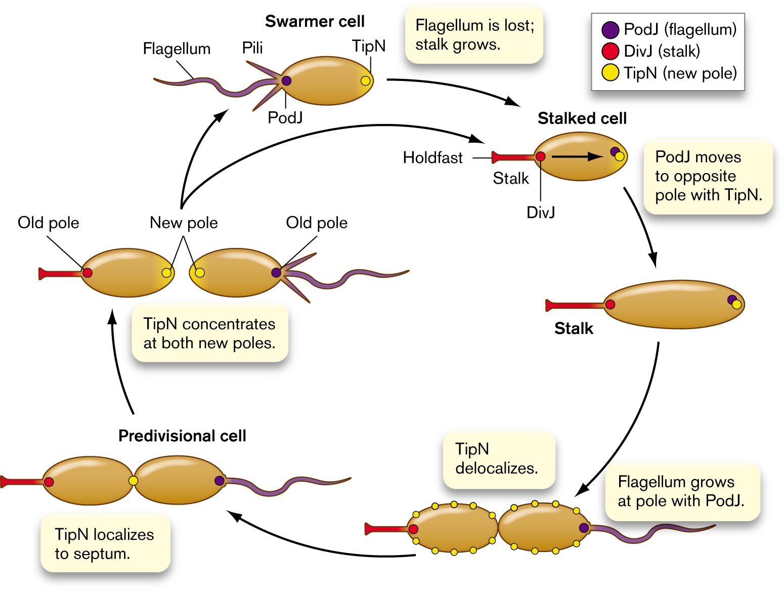 An illustration of the Caulobacter cell cycle.