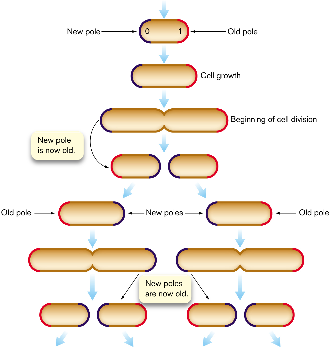 An illustration shows the process of the generation of bacterial cells with an old pole and a new pole.