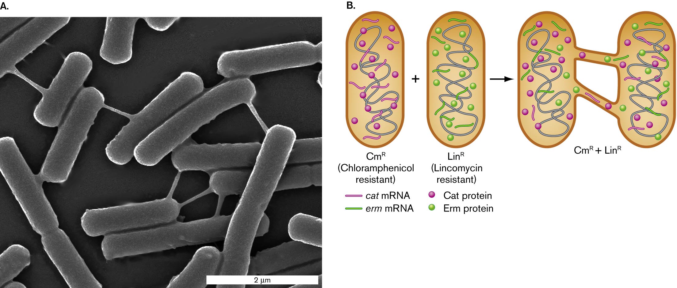 A micrograph and an illustration of nanotubes connecting cells of Bacillus subtilis. A micrograph of Bacillus subtilis cells connected by nanotubes. An illustration of nanotubes between cells.