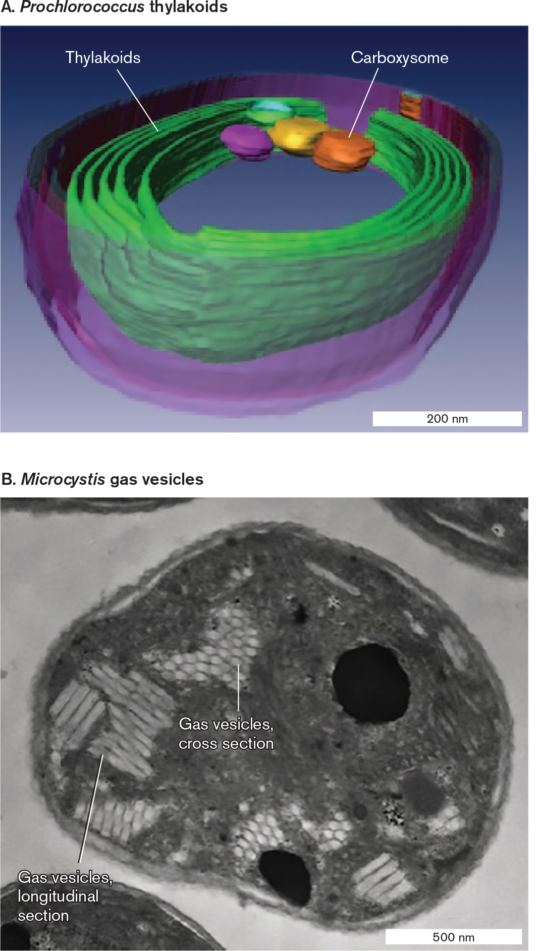 A model and a micrograph identify organelles in two species of phototrophic bacteria. A model generated from cryo-electron microscopy of thylakoids in Prochloroccus. A transmission electron micrograph of gas vesicles inside Microcystis.