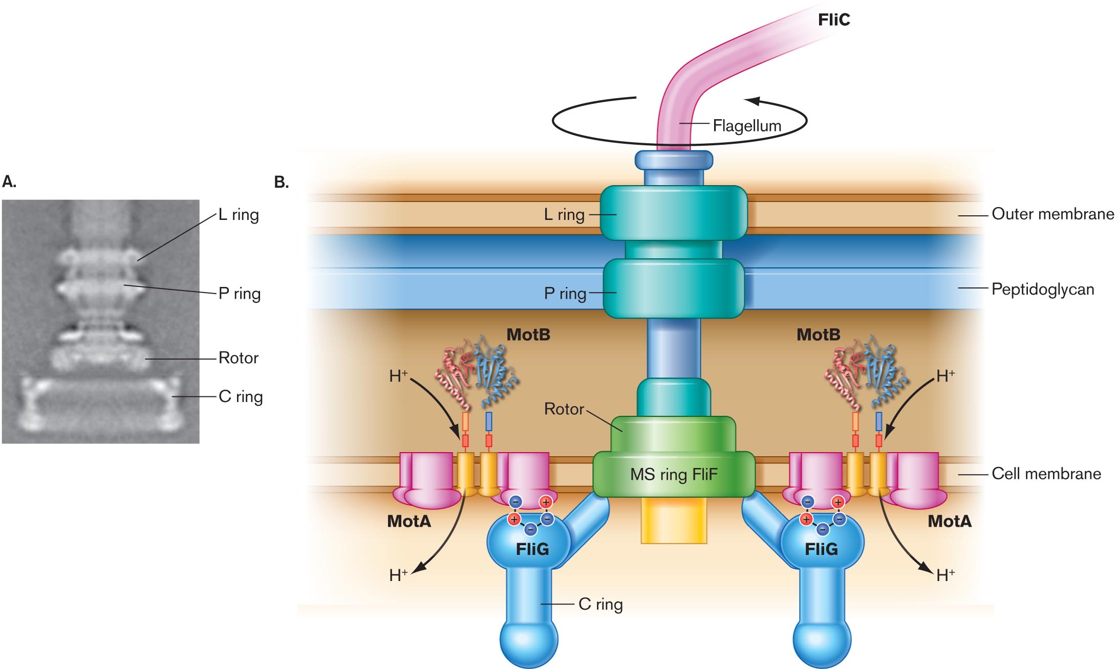 A digital reconstruction and a detailed illustration of the structure of the flagellar motor. A digital reconstruction of the structure of the flagellar motor. A detailed illustration of the structure of the flagellar motor.