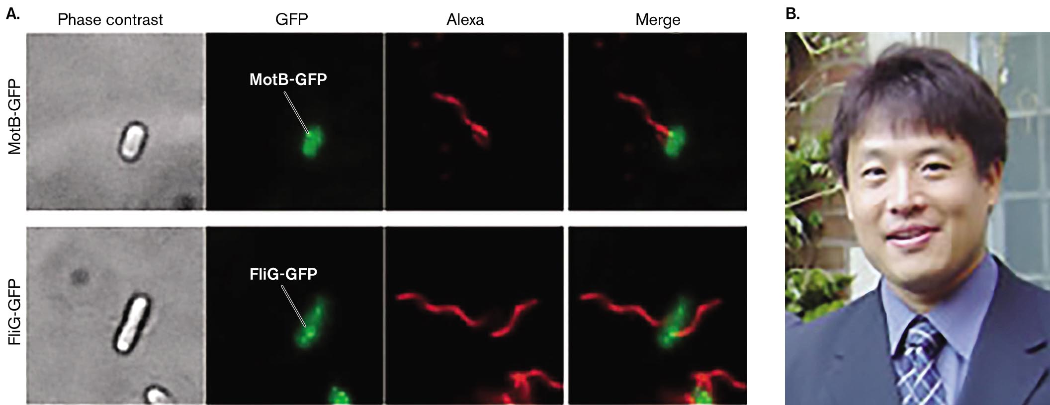 A fluorescence microscopy series depicting flagellar motor proteins and a photo of Tohru Minamino. A series of fluorescence microscopy images depicting the flagellar motor locations of M o t B - G F P and F l i G - G F P. A photo of Tohru Minamino wearing a suit and tie.