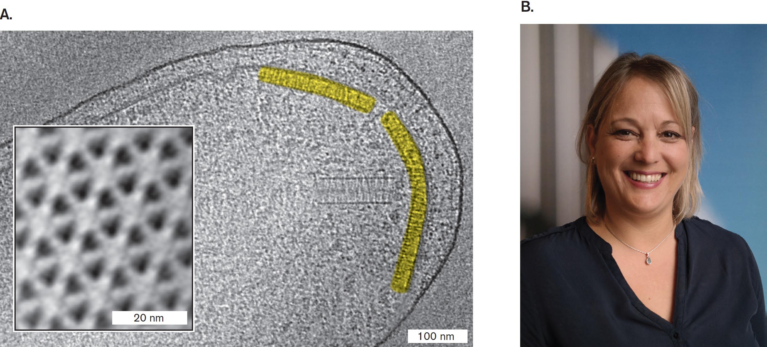 A cryo-electron tomograph of Vibrio cholerae and a photo of Ariane Briegel. A cryo-electron tomograph of Vibrio cholerae. An inset image detailing the cross section of a receptor array. A photo of Ariane Briegel smiling at the camera.