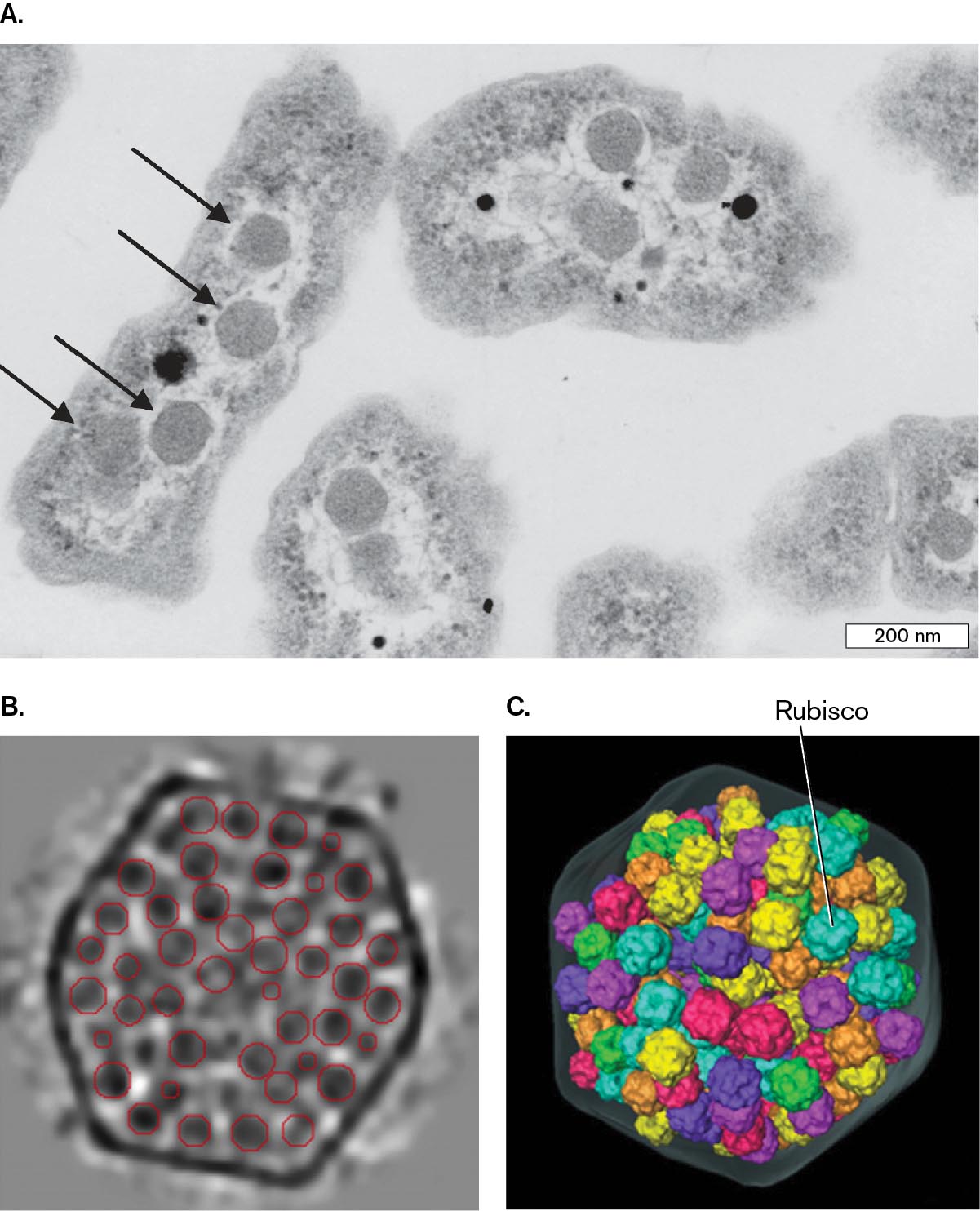 A micrograph of carboxysomes inside of a cell, and two detailed images of Rubisco complexes packed into a carboxysome. A transmission electron micrograph of a thin section of the lithoautotroph Halothiobacillus neapolitanus. A cryo electron tomograph of a carboxysome isolated from Synechoccus cyanobacterium. A model of Rubisco complexes inside of a carboxysome.