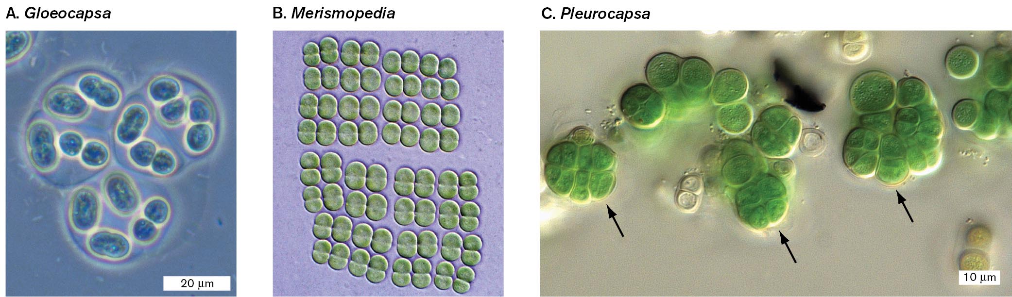 Three micrographs of the structures of colonial cyanobacteria. A micrograph of Gloeocapsa cells surrounded by mucus. A micrograph of Merismopedia cells arranged into extended quartets. A micrograph of Pleurocapsa cells with baocytes formations.