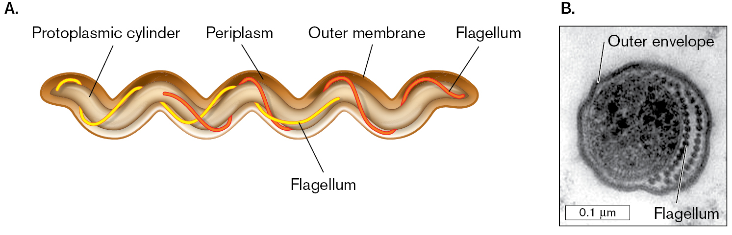 A diagram and a micrograph of spirochete cell structure. A diagram of spirochete cell structure. A transmission electron micrograph of a cross-section of a human gingival spirochete.