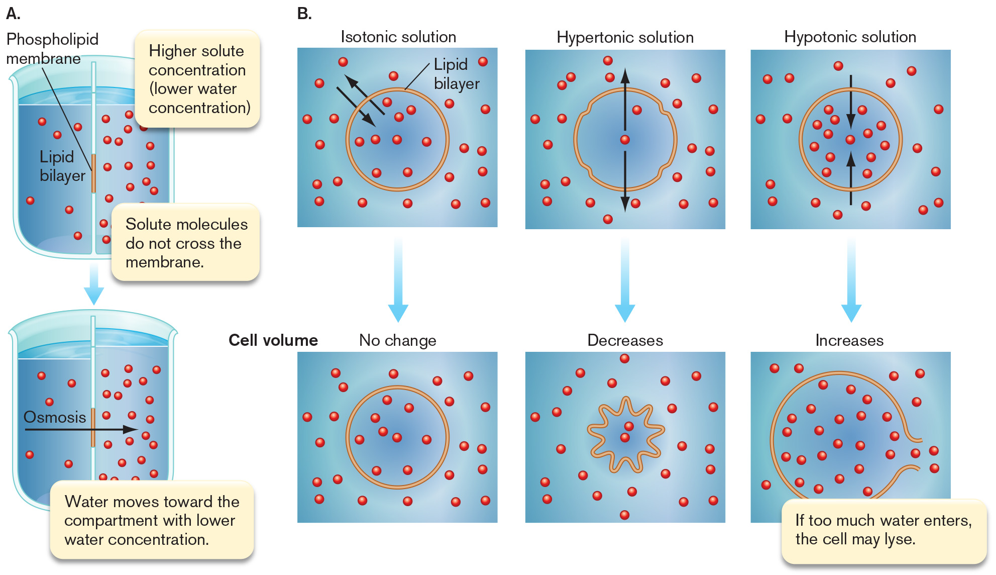 Two diagrams, A and B. depict osmosis and water balance in a cell. A diagram depicting osmosis. A diagram depicting water balance.