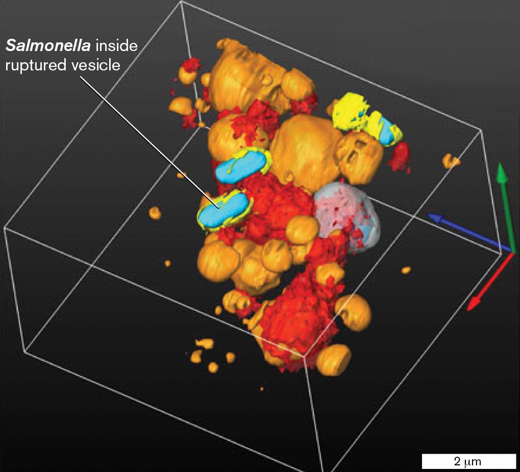 A scanning electron tomograph of Salmonella infecting a human cell.