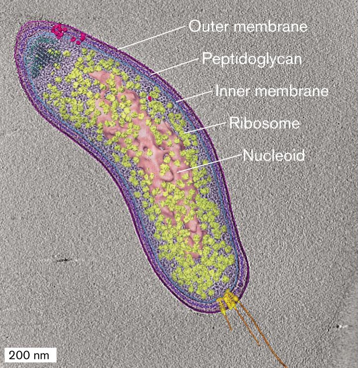 A micrograph of Bdellovibrio bacteriovorus with several internal structures identified.