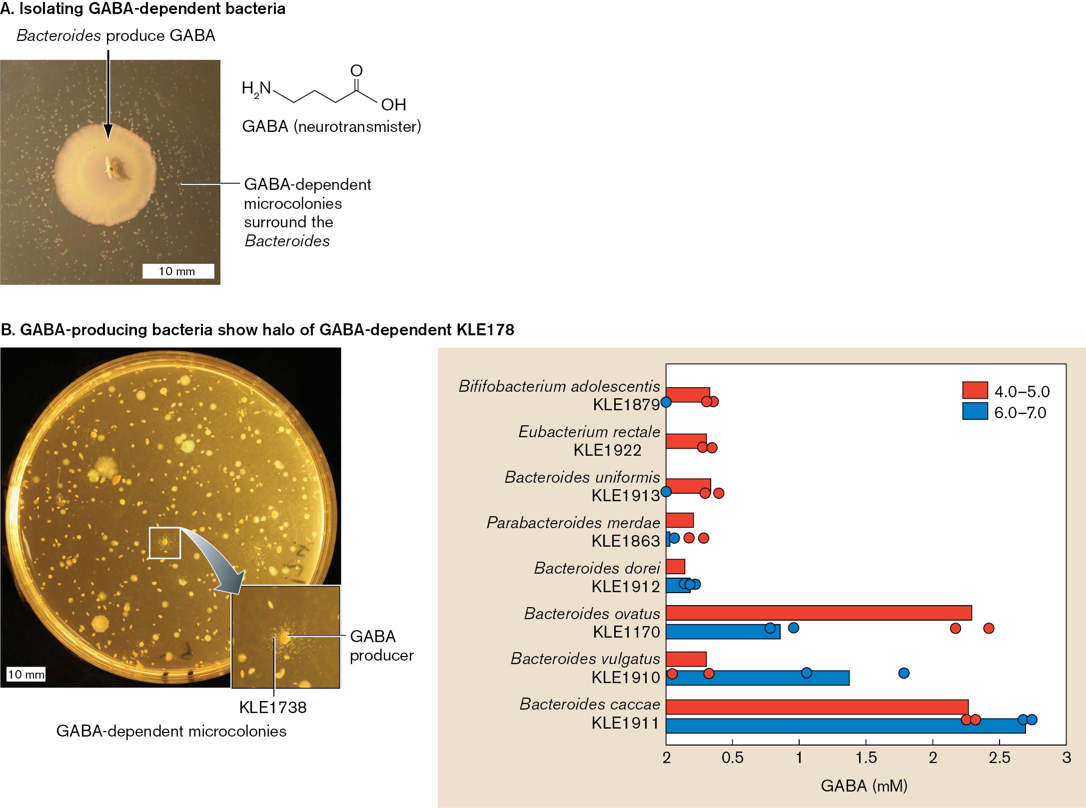 A photo of Bacteroides producing G A B A on a petri dish and the chemical structure of G A B A. A photo of a petri dish and a bar graph of bacteria that produce G A B A and G A B A dependent microcolonies.