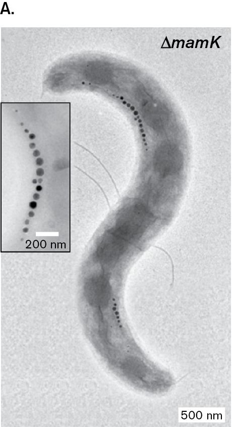 A three part figure of Magnetospirillum gryphiswaldense magnetosome mutants.