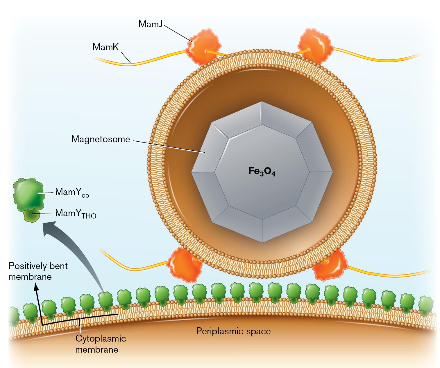 An illustration of the model for magnetosome development.