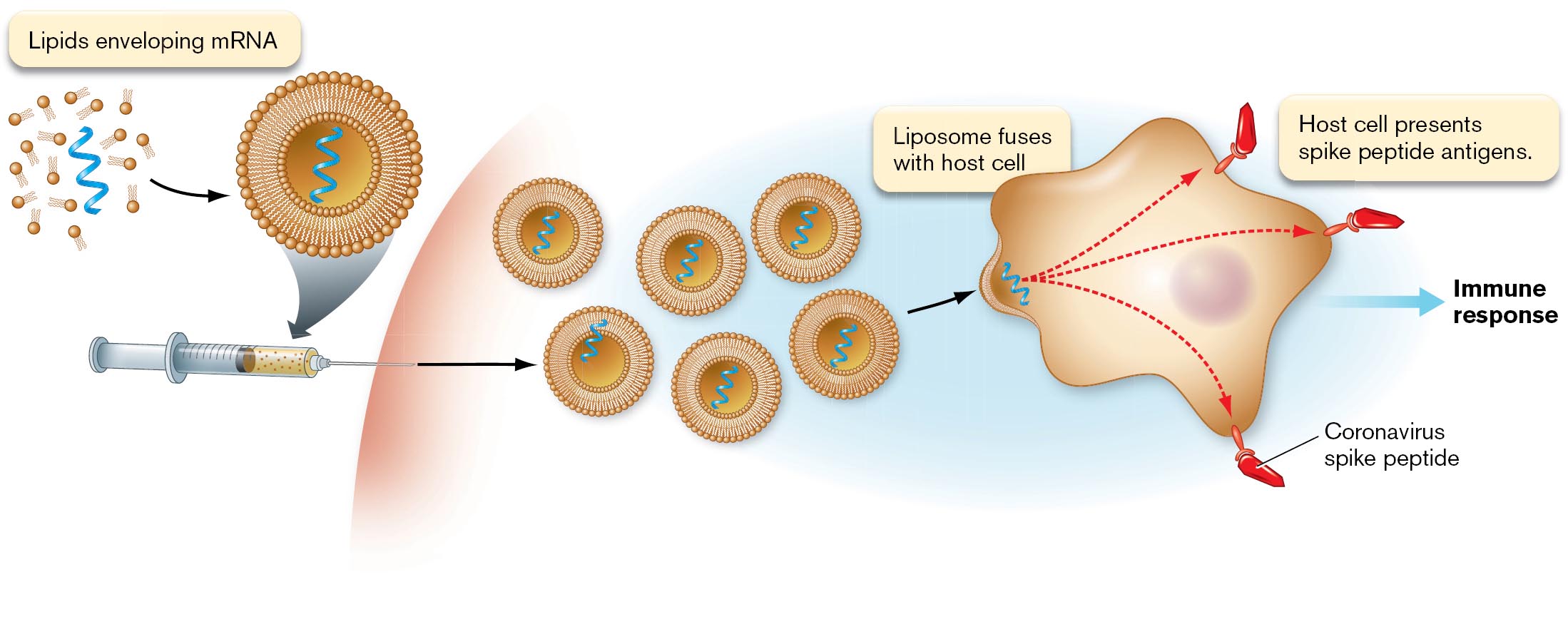 A diagram of mRNA vaccine immune stimulation and a photo of Kizzmekia Corbett are shown. A diagram of the mRNA vaccine stimulating an immune response.