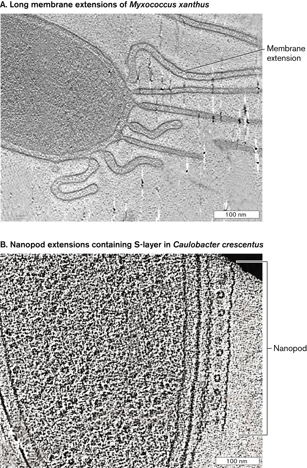 Two cryo-electron micrographs of membrane extensions in different bacterial species. A cryo-electron micrograph of long membrane extensions in Myxococcus xanthus. A cryo-electron micrograph of nanopod extensions in Caulobacter crescentus.