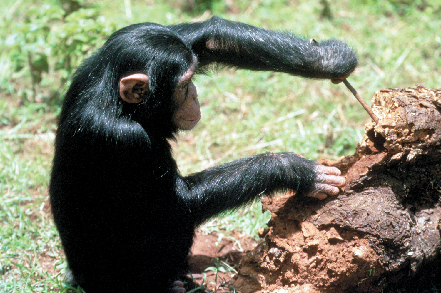 A chimpanzee is using a stick to dig termites out of a large nest.