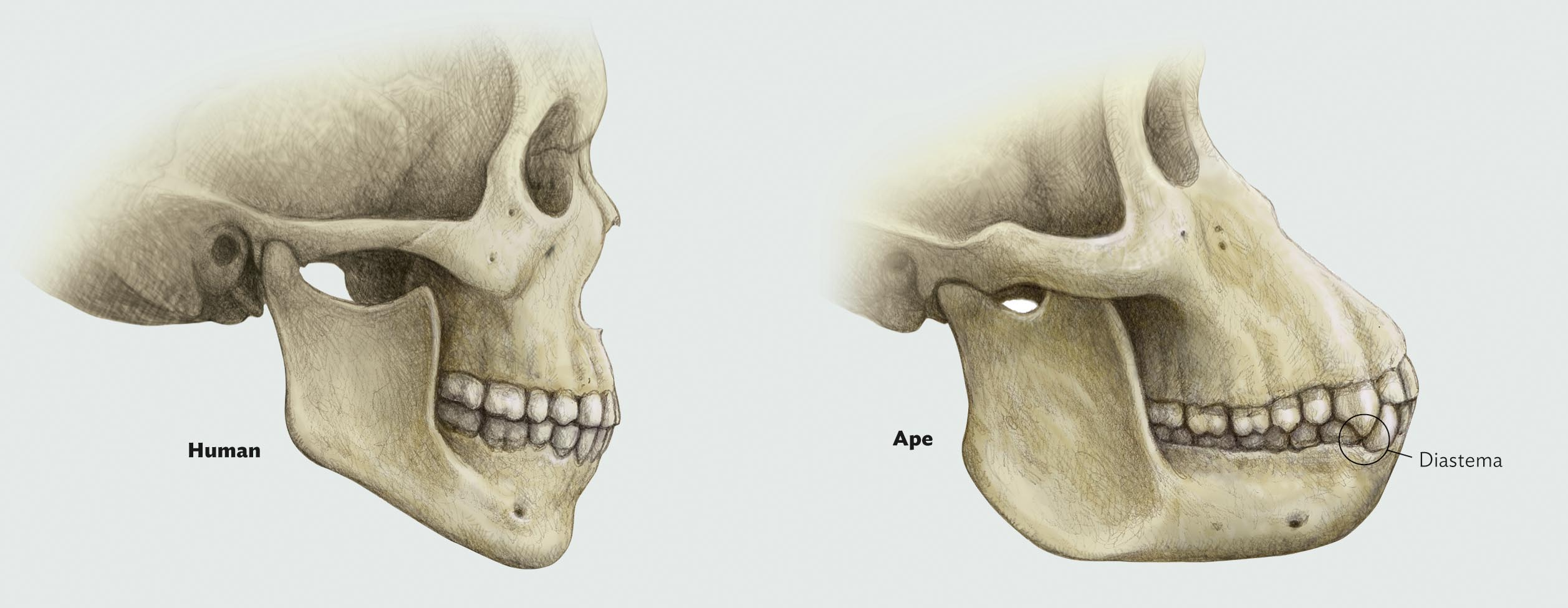 A diagram listing the big event of human evolution.