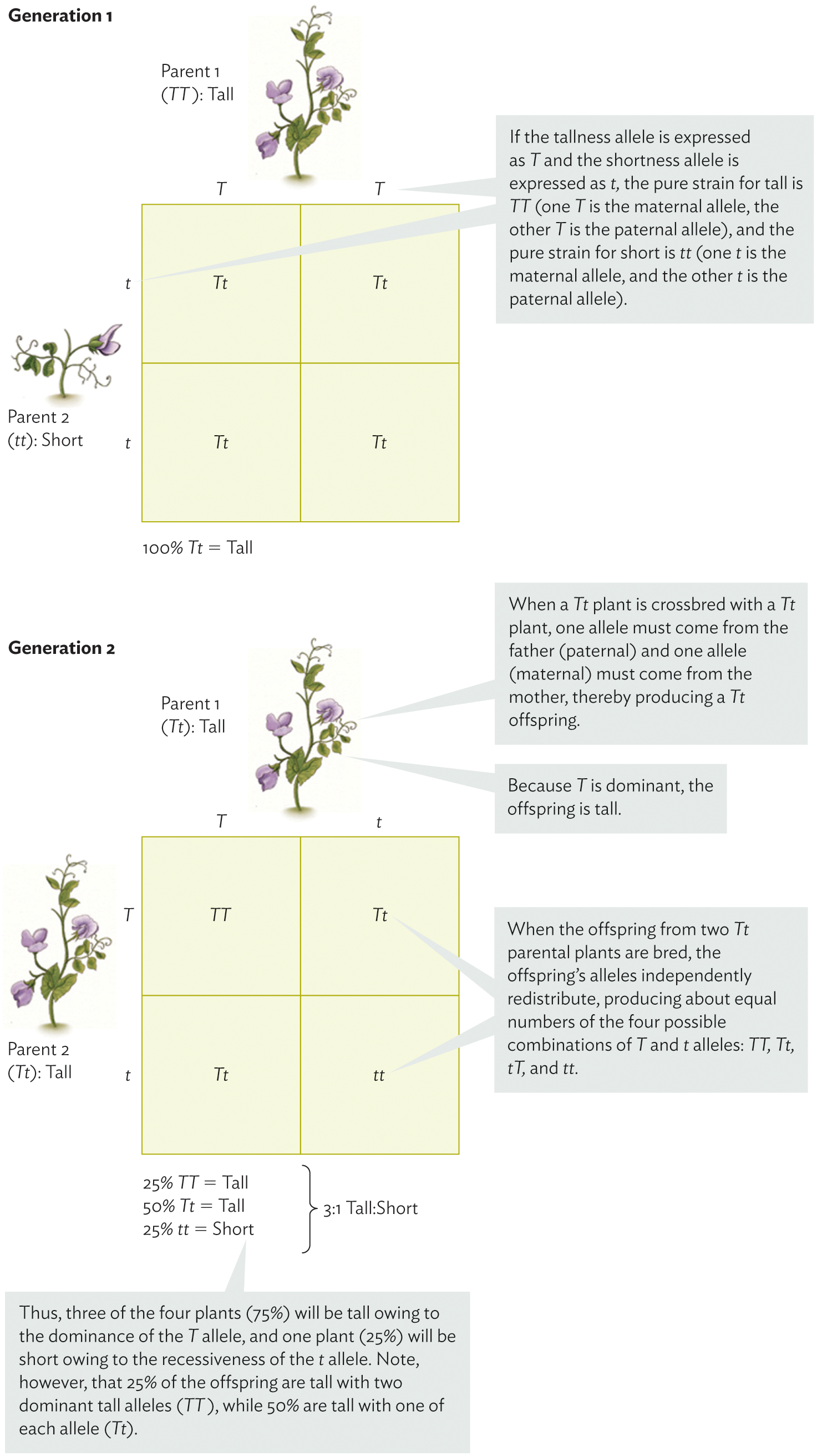 2.3 Since Darwin: Mechanisms of Inheritance, the Evolutionary Synthesis ...