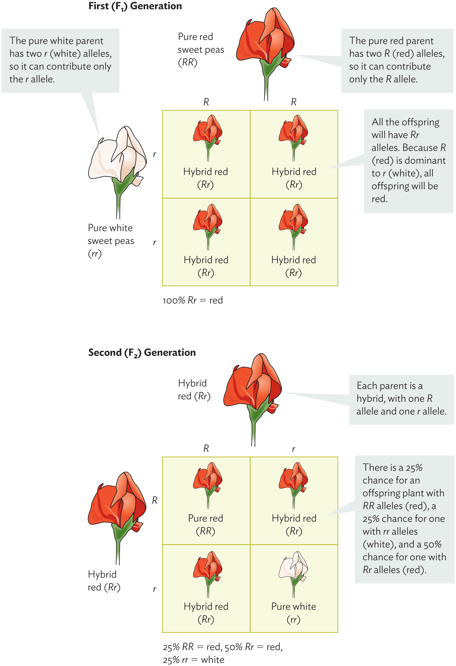 3.8 Polymorphisms: Variations in Specific Genes