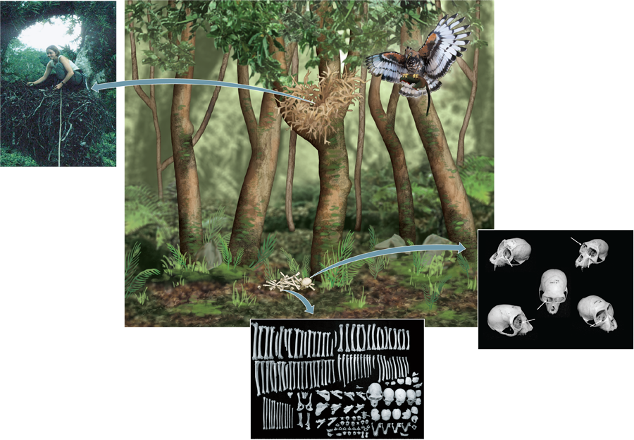 A photo of a researcher collecting skeletal remains from an eagle’s nest.; Two photos. Photo 1. An eagle’s nest. Photo 2. Skeletal remains collected from an eagle’s nest.; Five skulls.