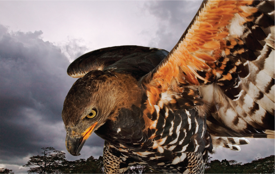 A photo of a crowned eagle.