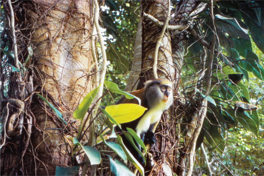 A photo of a Campbell’s Guenon sitting on the branch of a tree.