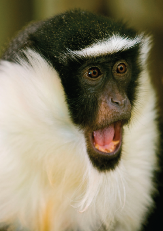 A photo of a Diana monkey.